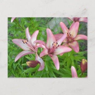 Carte Postale Lys asiatiques roses