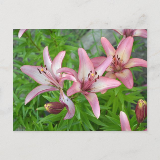 Carte Postale Lys asiatiques roses (Devant)