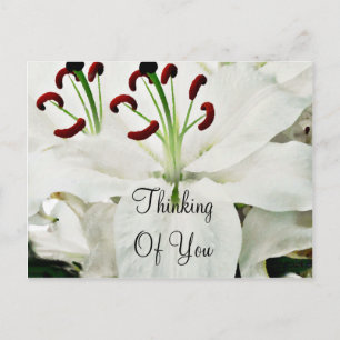 Carte Postale Lys blancs_