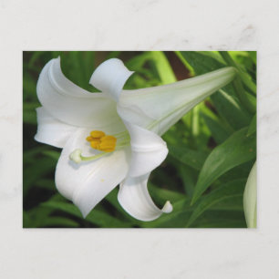 Carte Postale Lys blancs