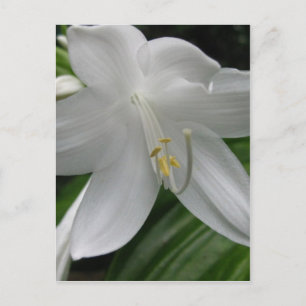 Carte Postale Lys blancs