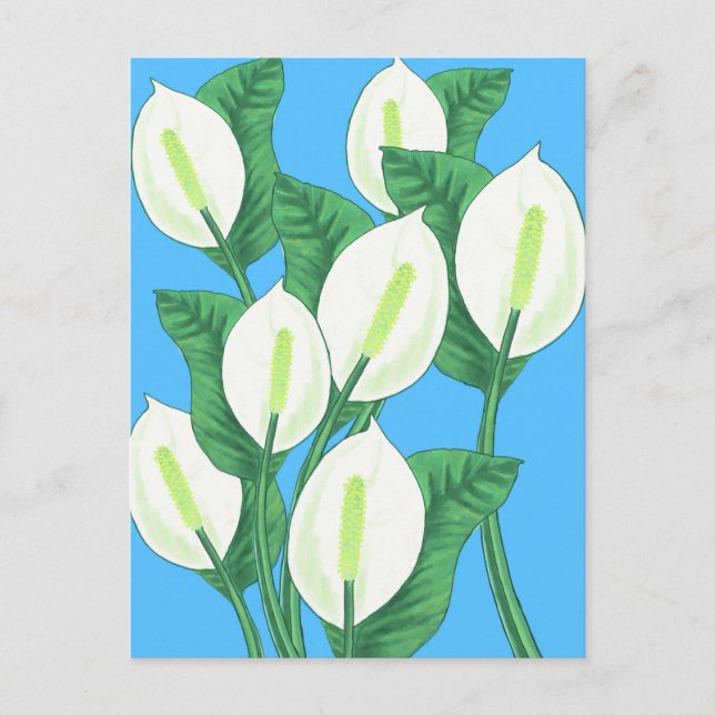 Carte Postale Lys blancs sur arrière - plan bleu pâle (Devant)
