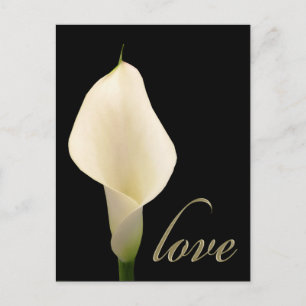Carte Postale Lys calla blanc simple