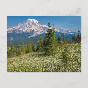 Carte Postale Lys d'avalanche et Mont Rainier