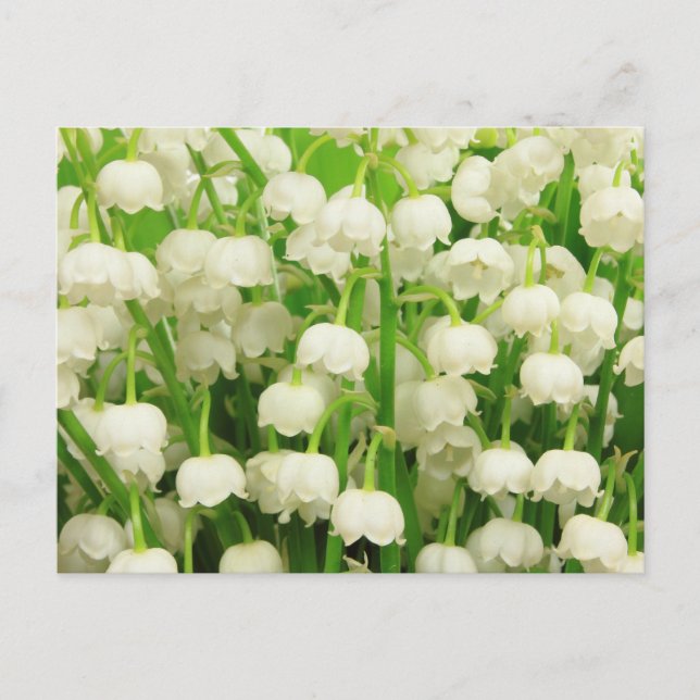 Carte Postale Lys de la Vallée Fleurs de printemps (Devant)