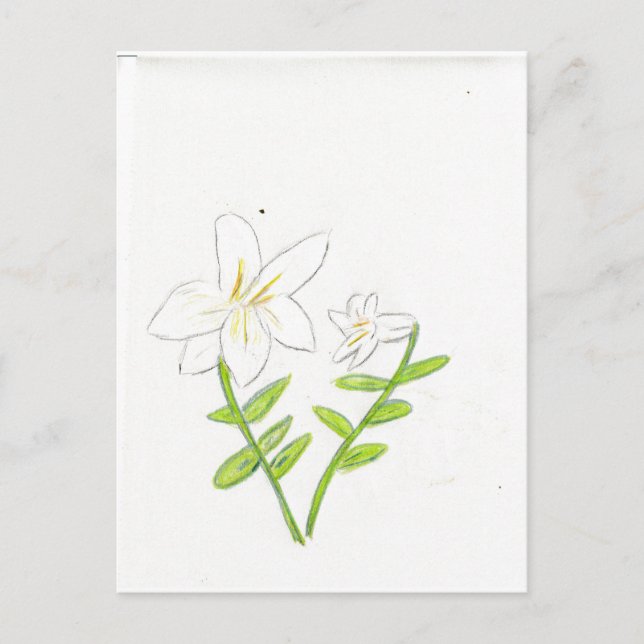 Carte Postale Lys de Pâques blancs (Devant)