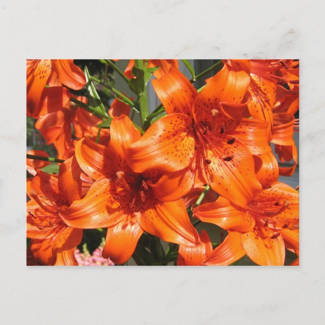 Carte Postale Lys de tigre orange vibreux (Devant)