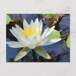 Carte Postale Lys d'eau