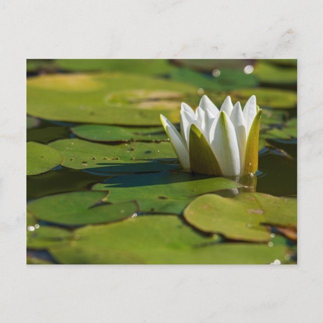 Carte Postale Lys d'eau (Devant)