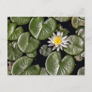 Carte Postale Lys d'eau