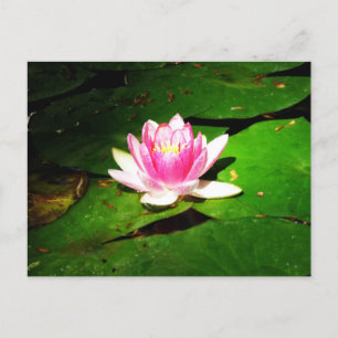 Carte Postale Lys d'eau dans le jardin botanique de Crimée