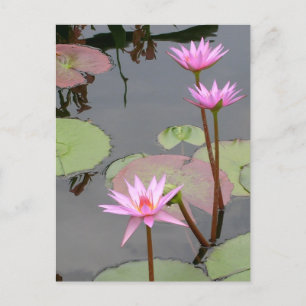 Carte Postale Lys D'Eau Rose