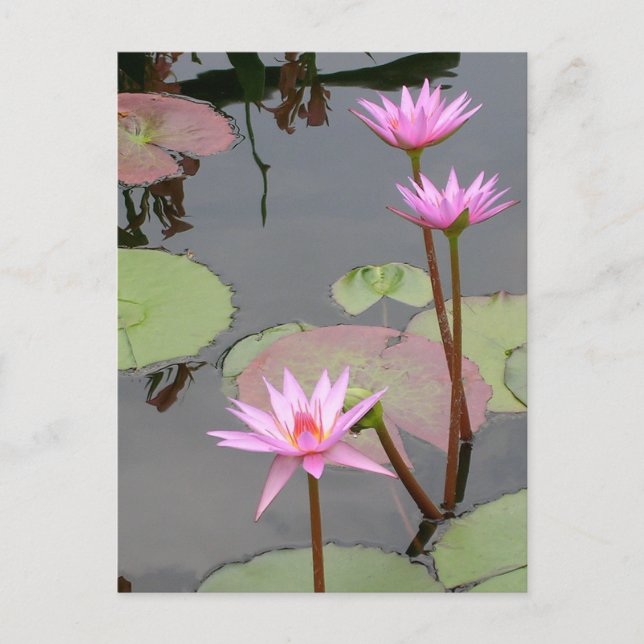Carte Postale Lys D'Eau Rose (Devant)