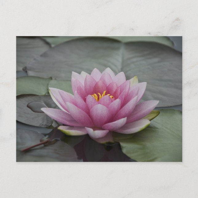 Carte Postale Lys d'eau rose (Devant)
