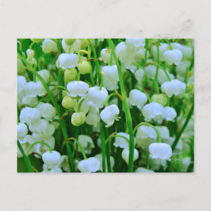 Carte Postale Lys des fleurs de la vallée
