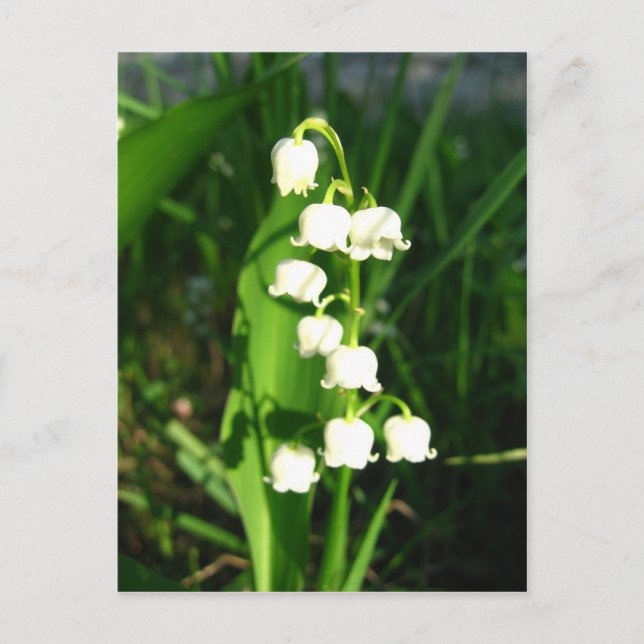 Carte Postale Lys Des Fleurs De Vallée (Devant)
