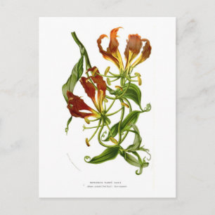 Carte Postale Lys flamme (Gloriosa superba)