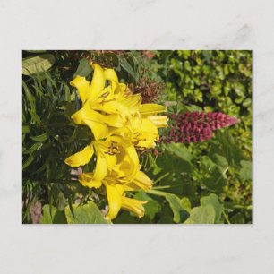 Carte Postale Lys jaunes