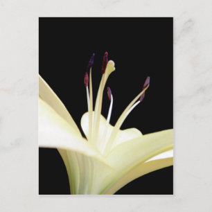 Carte Postale Lys Lily blanche Fleurs Photo