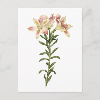 Carte Postale Lys péruviens (Alstromeria pelegrina) par Redouté