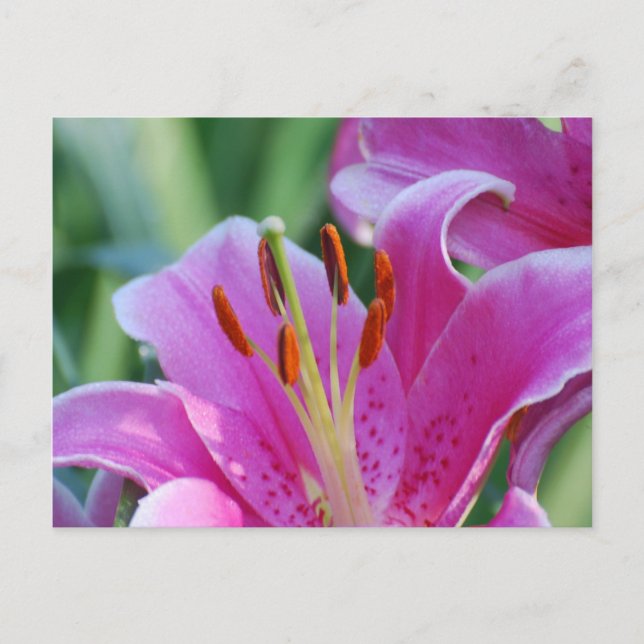 Carte postale Lys rose (Devant)