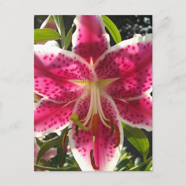 Carte Postale Lys roses fleurs tropicales roses rose (Devant)