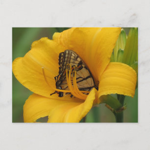 Carte Postale Lys Swallowtail - Papillon