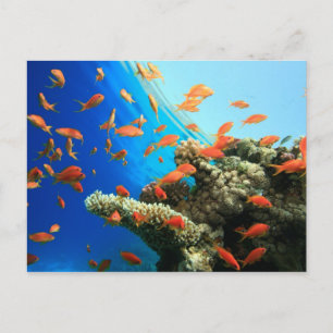 Carte Postale Lyshopping anthias sur la barrière de corail