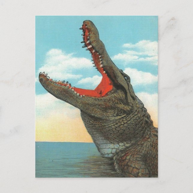Carte Postale M. Alligator (Devant)
