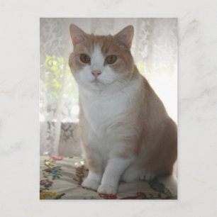 Carte Postale M. Big Eyes