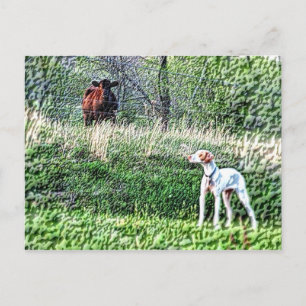 Carte Postale M. Bo-Bo contre La vache Moo