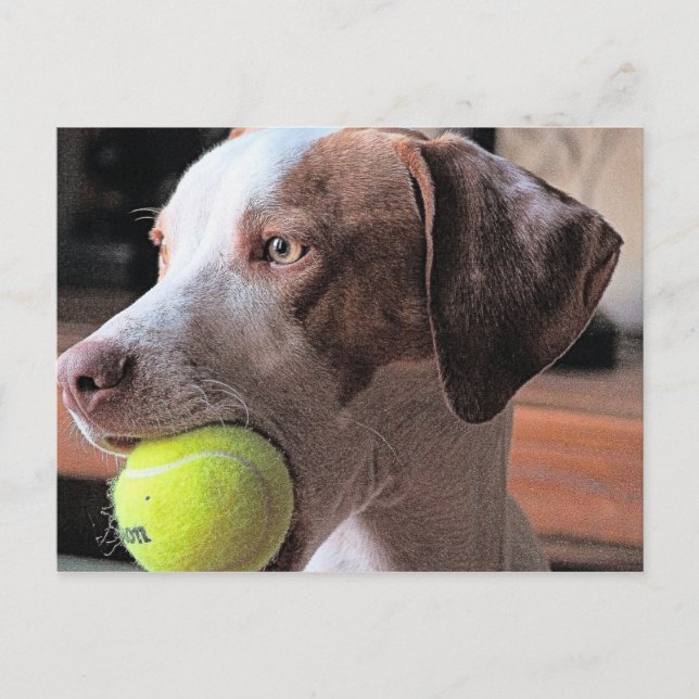 Carte Postale M. Bo-Bo et Bally (Devant)