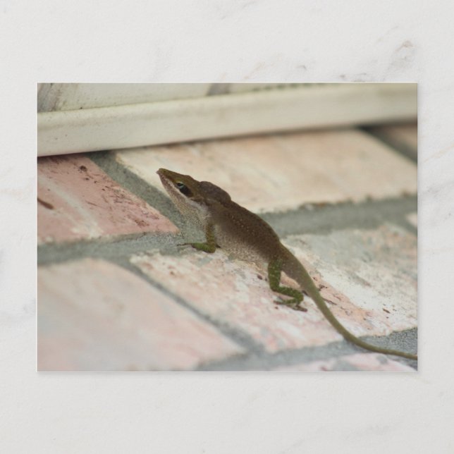 Carte Postale M. Brown Lizard (Devant)