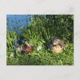 Carte Postale M. et Mme Mallard