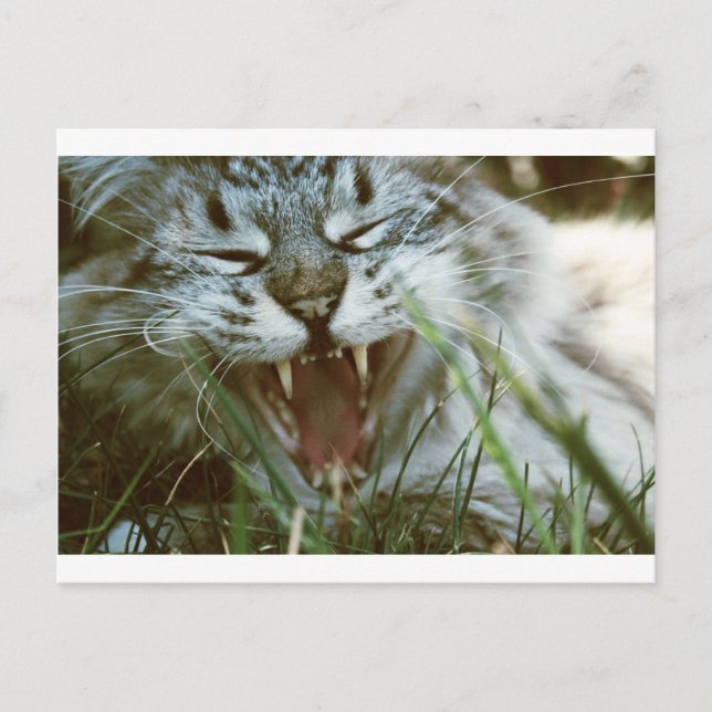 Carte Postale M. Fangs (Devant)