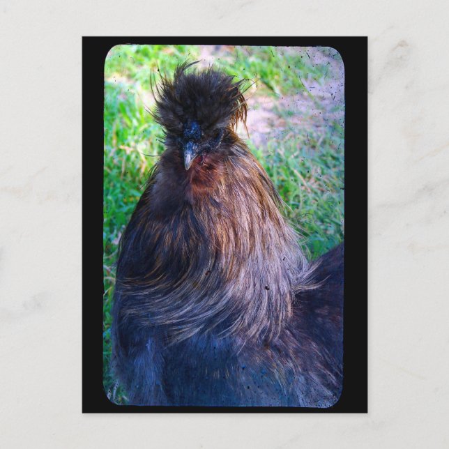 Carte Postale M. Fluffy le coq Silkie (Devant)