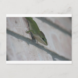 Carte Postale M. Green Lizard