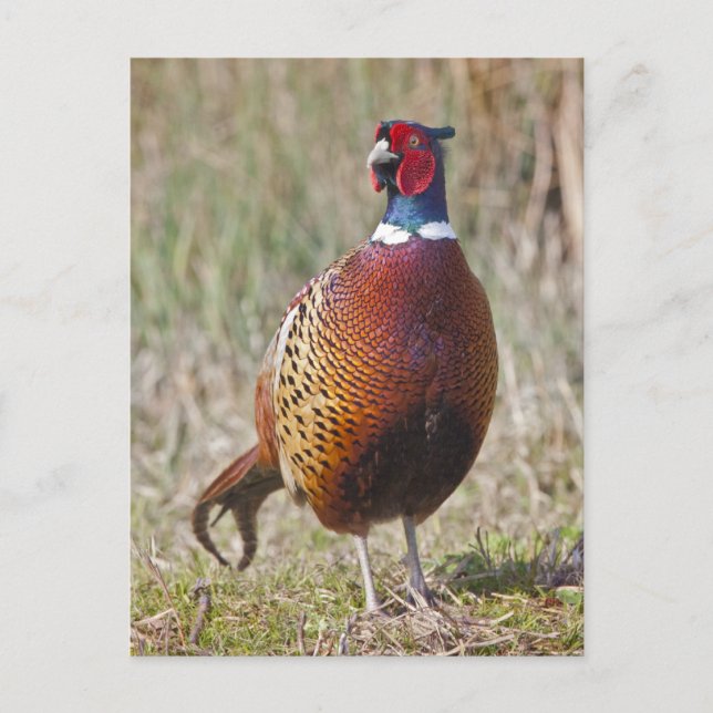 Carte postale M. Pheasant (Devant)