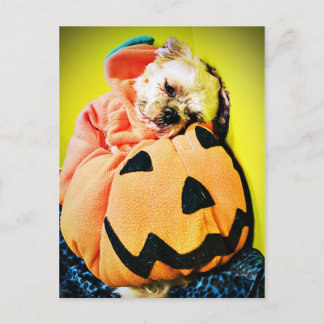 Carte Postale M. Puppy Citrouille