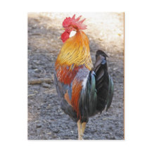 M. Rooster