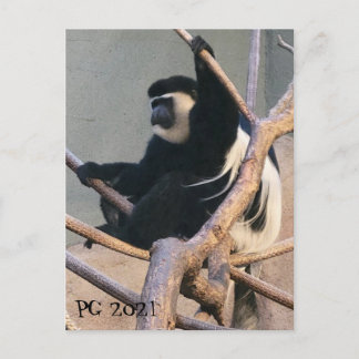 Carte Postale M. Singe