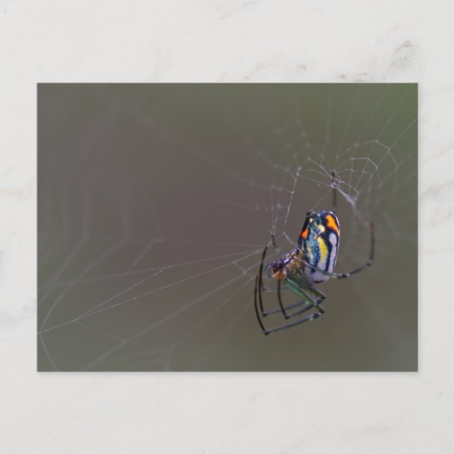 Carte Postale Mabel Orchard Orb-weaver Spider (Devant)