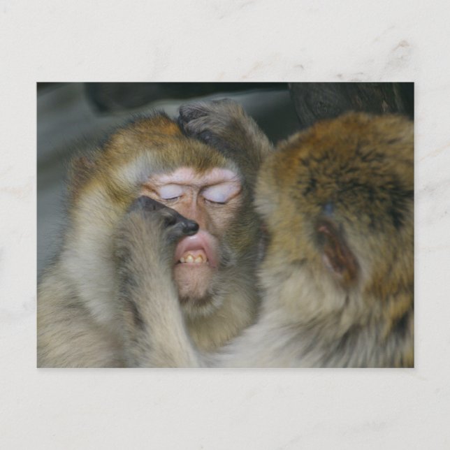 Carte Postale Macaca sylvanus (Devant)