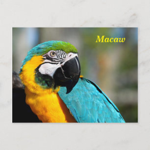 Carte Postale Macao couleur vive