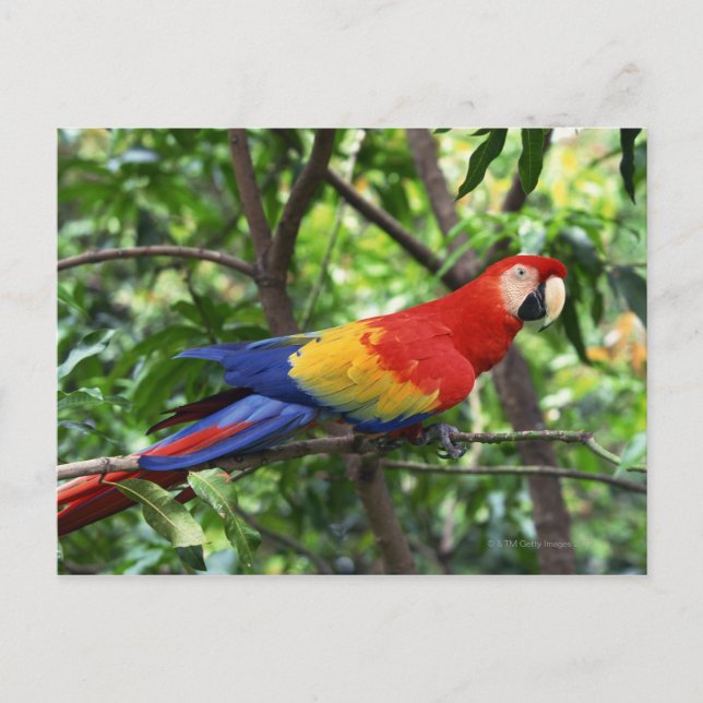 Carte Postale Macao écarlate sur le membre de l'arbre (Devant)