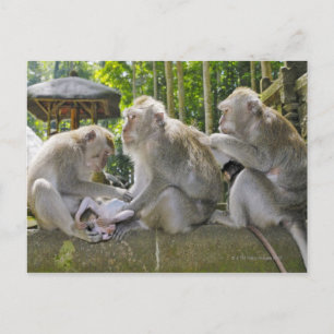 Carte Postale Macaque mangeur de crabes, Macaca fasciularis, à U