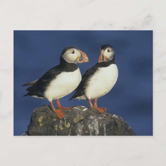 Carte Postale Macareux atlantique (Devant)