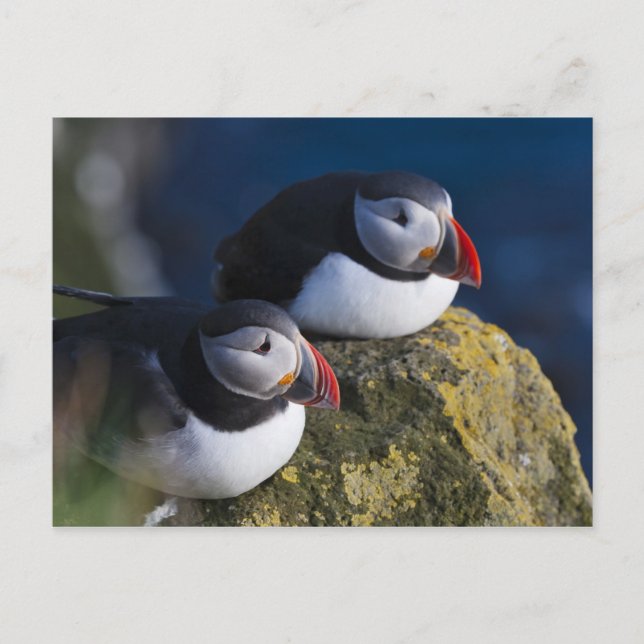 Carte Postale Macareux atlantique (Devant)