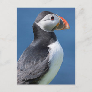 Carte Postale Macareux Atlantique (Fratercula Arctica) Sur Falai