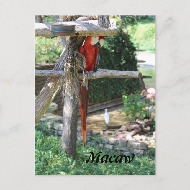 Carte Postale Macaw (Devant)